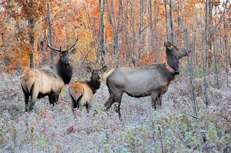 Elk in Wisconsin 